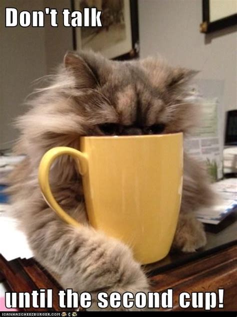 Don't talk until the second cup! | Cat coffee, Funny animal pictures, Funny animals