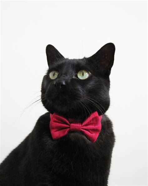 Cat Bow Tie Mr. Cupid | Etsy | Cat tie, Cat bow, Pet costumes