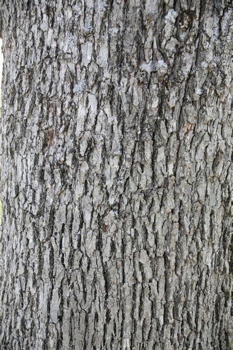 Tree Identification: Quercus douglasii - Blue Oak