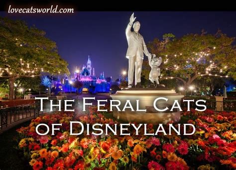 The Feral Cats of the Magic Kingdom | LoveCATS World