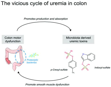 Illustration of the potential vicious cycle of uremia in the colon. | Download Scientific Diagram