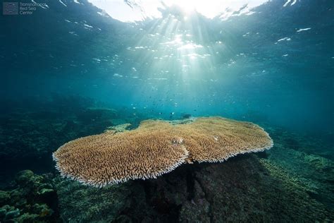 Red Sea corals: when science and diplomacy converge to address climate ...