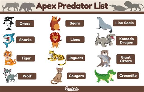 Predation Examples In Animals