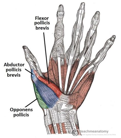 The Muscles of the Hand - Thenar - Hypothenar - TeachMeAnatomy