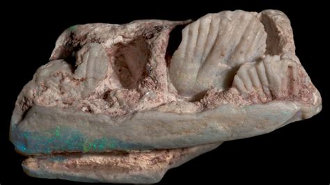 Exclusive: Sparkly, opal-filled fossils reveal new dinosaur species