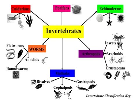 Yorkville Kingdom Animalia - characteristics of Invertebrates part 1 Diagram | Quizlet