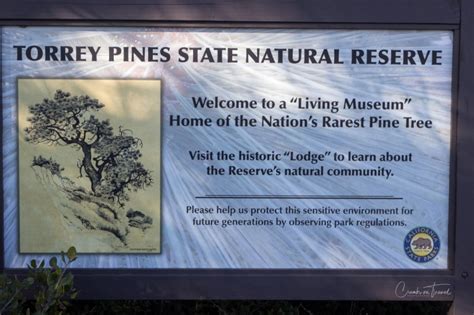 Where the Torrey Pines grow – Torrey Pines State Natural Reserve ...