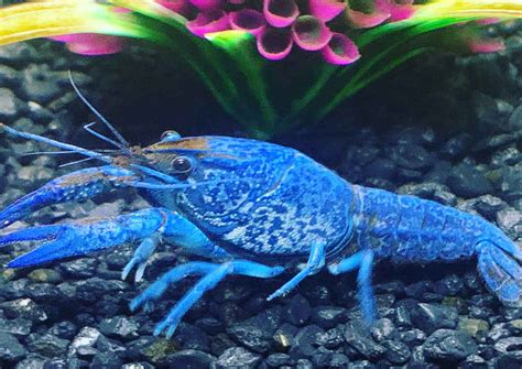 Blue Lobsters: What is the Best Size Fish Tank? | Blue Crayfish