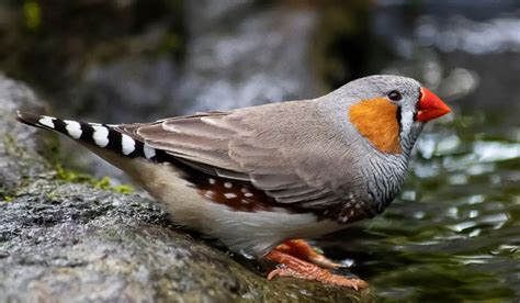 Zebra Finch | The Animal Facts | Appearance, Diet, Habitat, Behavior