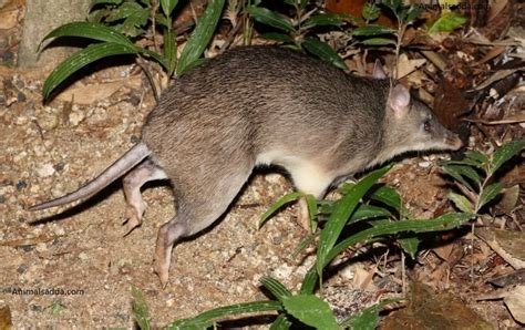 Bandicoot - Facts, Habitat, Pictures, Diet, Breeding, Lifestyle ...