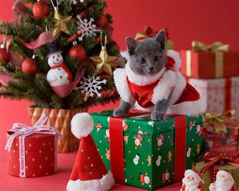 Christmas Kitten Wallpapers - Wallpaper Cave