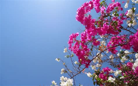 Download Flower Pink Flower Nature Bougainvillea Wallpaper