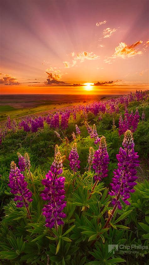 Crepuscular rays and spring wildflowers in the Palouse country of ...