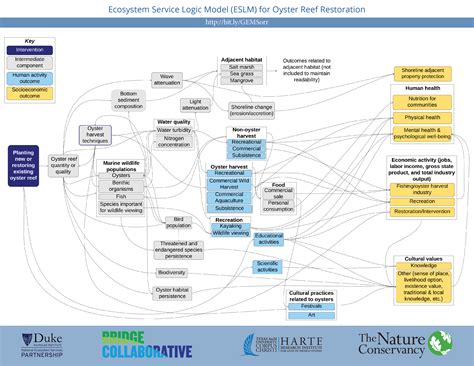 General Oyster Reef Restoration | The Nicholas Institute for Environmental Policy Solutions