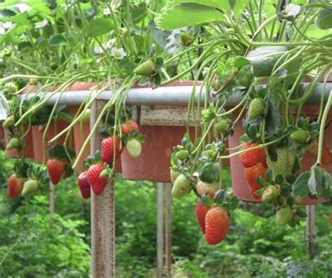 How To Grow Hydroponic Strawberries: The Complete Guide - Bright Lane ...