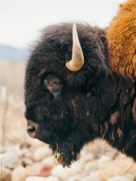 "American Bison Buffalo" by Stocksy Contributor "J. Anthony" - Stocksy