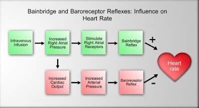 Medicine In Brief: Bainbridge Reflex and Renal Sympathetic Tone