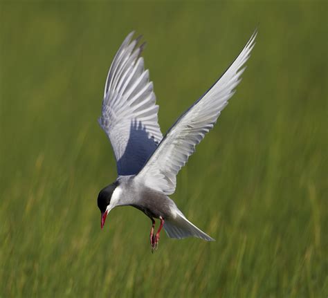 pewit: a few Whiskered Terns