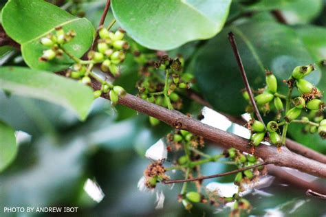 Ako si ANDREW IBOT!: Duhat (Java Plum) (Syszygium jambolanum)