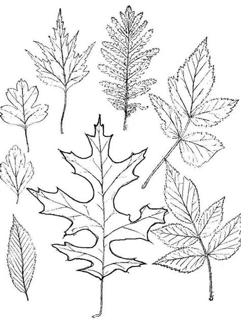 Leaves coloring pages. Download and print leaves coloring pages