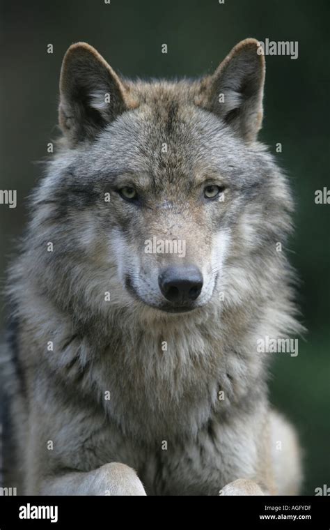 Great plains wolf buffalo wolf hi-res stock photography and images - Alamy