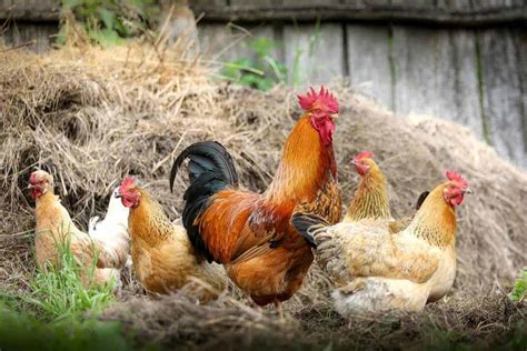 Top 10 Egg Laying Chicken Breeds in Australia - Somerzby Pet Products