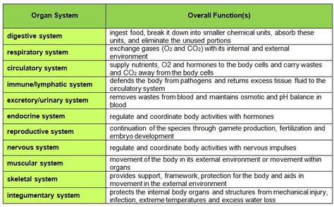 Eleven Organ Systems and Functions | Created by Melissa Plum… | Flickr