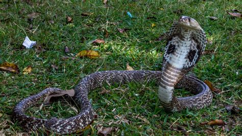 Zebra cobra snake loose in Raleigh, NC was neighbor's pet