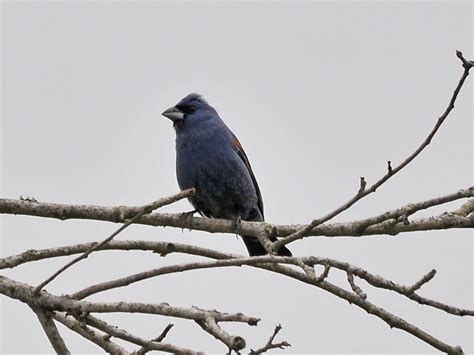 The Online Zoo - Blue Grosbeak