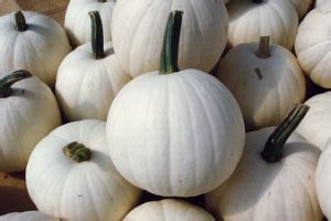 Snowball | White | Pumpkins | Products | Vegetables | Rupp Seeds