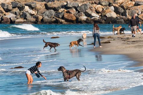 Le 7 migliori spiagge per cani di San Diego (2023)