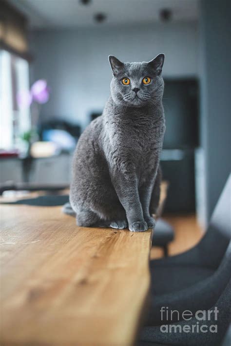 Proud cat sitting on the table. British shorthair breed Photograph by Michal Bednarek - Fine Art ...