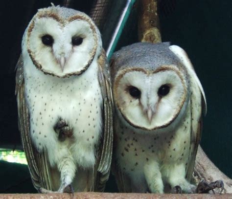 How To Care For Owls As A Pet - How To Care Info