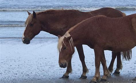 June Treated for Pythiosis | Corolla Wild Horses | Corolla Wild Horse Fund