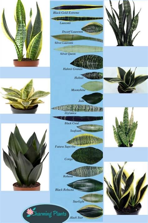 sansevieria varieties with pictures - Google Search in 2020 | Plants, Sansevieria plant, Inside ...