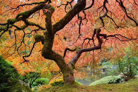 Old Japanese Maple Tree in Fall — Stock Photo © jpldesigns #7340287