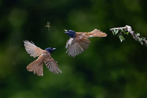 Flycatcher Bird Photograph by Lisdiyanto Suhardjo - Pixels