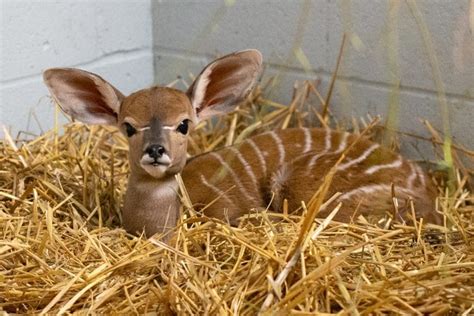 Como Zoo Welcomes Baby Kudu! - Como Zoo Conservatory