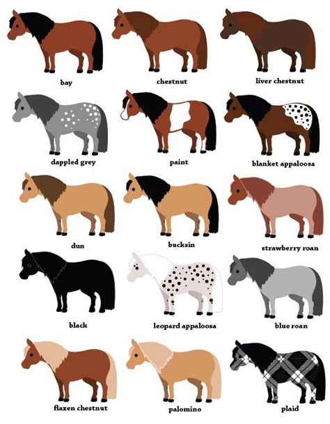 Colours Of Horses Chart