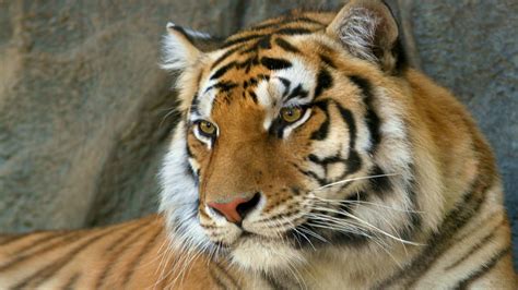 #388180 Bengal Tiger 4k - Rare Gallery HD Wallpapers