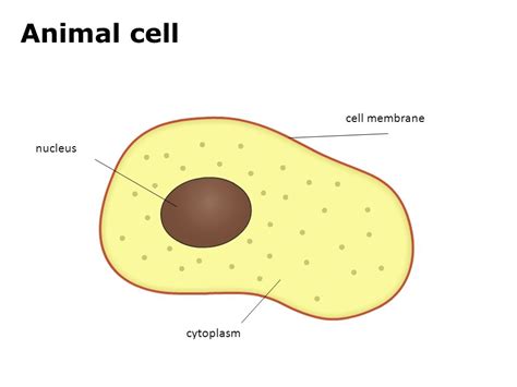 Drawing Of Cytoplasm at PaintingValley.com | Explore collection of Drawing Of Cytoplasm