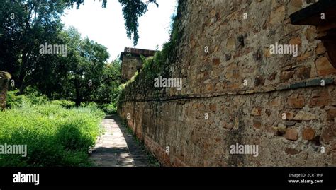 DISTRICT KATNI, INDIA - OCTOBER 10, 2019: Green soft plant growth on the wall at ancient fort in ...