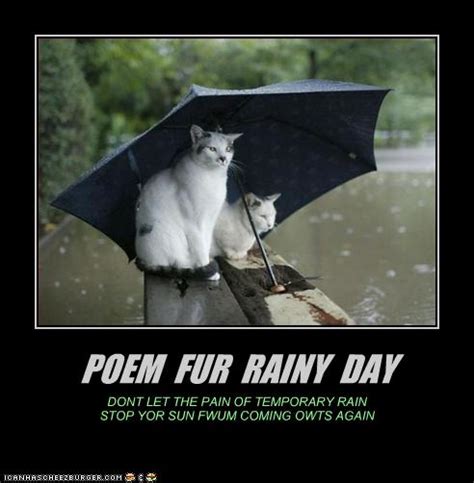 Rainy Day Quotes Funny Animals. QuotesGram