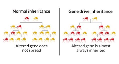 Gene drives aren’t ready for the wild, report concludes | Science News