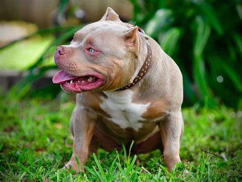 pocket bully puppies for sale florida - Granada Weblog Photo Exhibition