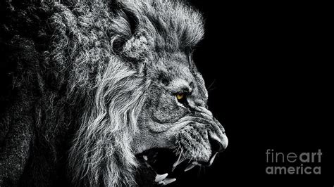 Close-up Of Lion Roaring Against Black by Visuen Vengaroo / Eyeem