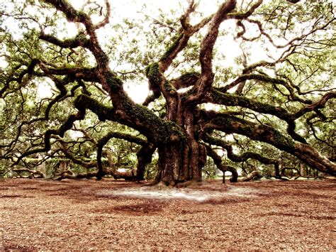 Angel Oak Charleston, SC Photo by Typeaura Photography | Angel oak, Photo, Angel