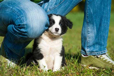 7 Tips for Finding and Working With a Responsible Breeder