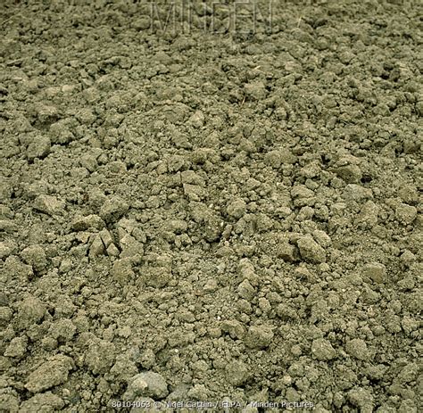 Minden Pictures - A clay loam seedbed soil surface - Nigel Cattlin/ FLPA