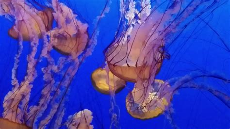 The jellyfish exhibit at the Monterey Bay Aquarium. - YouTube